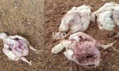 UNA JAURÍA ATACÓ Y MATÓ A MÁS DE 2.000 POLLOS EN SANTA FE