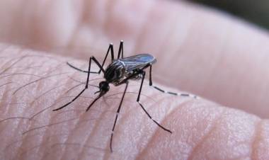 CHIKUNGUNYA: SE REGISTRARON 272 NUEVOS CASOS