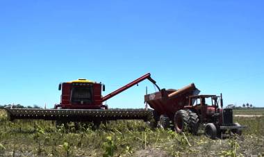 RÉCORD PARA EL GIRASOL EN EL CHACO: LA CAMPAÑA MÁS EXITOSA DE LA HISTORIA