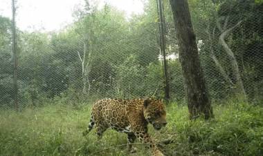 NO’HUET Y EL REGRESO DEL REY DEL MONTE: APARECIERON DOS NUEVOS YAGUARETÉS EN EL IMPENETRABLE
