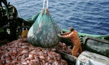 DENUNCIAN QUE LA PESCA ILEGAL EXTRAE HASTA 3 MILLONES DE TONELADAS EN AGUAS ARGENTINAS