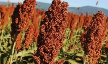 EL ATAQUE DE PALOMAS Y COTORRAS CONDICIONA LOTES DE SORGO EN EL CHACO