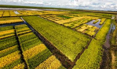 EL ARROZ DE CORRIENTES EN ALERTA: TEMEN QUE EL REGRESO DE EL NIÑO REPITA PÉRDIDAS HISTÓRICAS