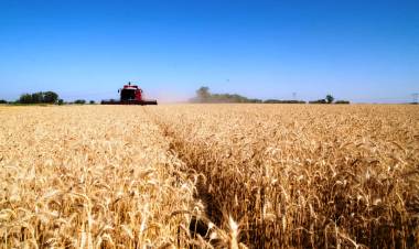 FUERTE CRECIMIENTO DE LA ACTIVIDAD AGROPECUARIA EN MAYO: CUÁNTO AVANZÓ EN CADA SECTOR