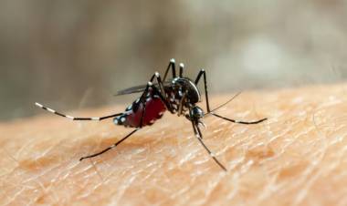 FIEBRE CHIKUNGUNYA: SE NOTIFICARON 51 NUEVOS CASOS