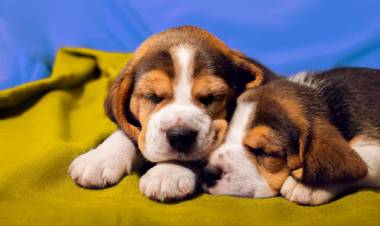 DÍA MUNDIAL DEL PERRO: CINCO ACTIVIDADES PARA FORTALECER EL VÍNCULO