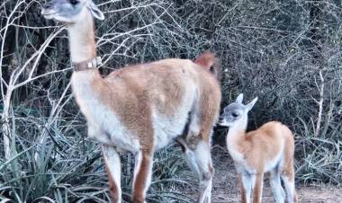 NACIÓ TUSQUITA, PRIMERA GUANACA CONCEBIDA EN EL IMPENETRABLE EN MÁS DE UN SIGLO