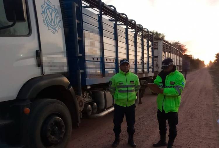 TRANSPORTABA ANIMALES VACUNOS CON ANOMALÍAS EN LA DOCUMENTACIÓN