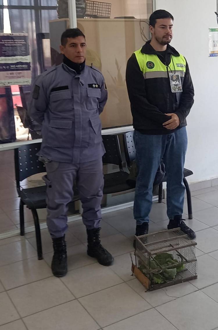 SECUESTRARON COTORRAS QUE ERAN TRASLADADAS EN UNA JAULA 
