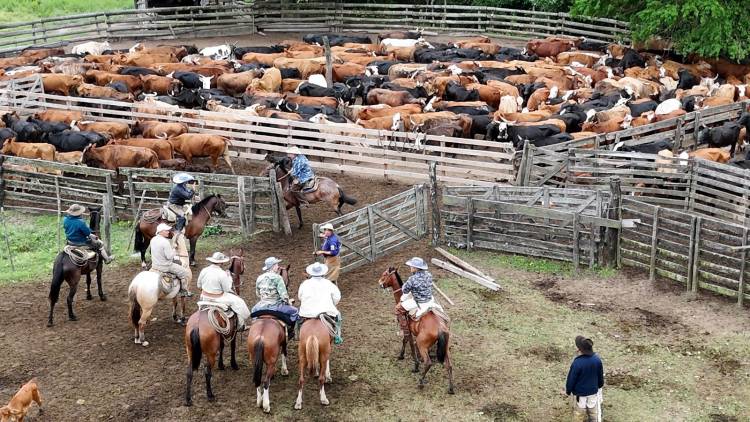 RECUPERARON 44 VACUNOS VALUADOS EN MAS DE 60 MILLONES DE PESOS