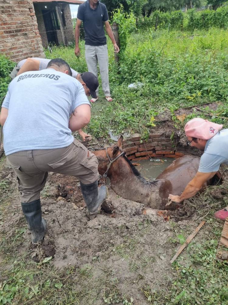 VILLA ÁNGELA: RESCATARON UN EQUINO QUE CAYÓ EN UN POZO