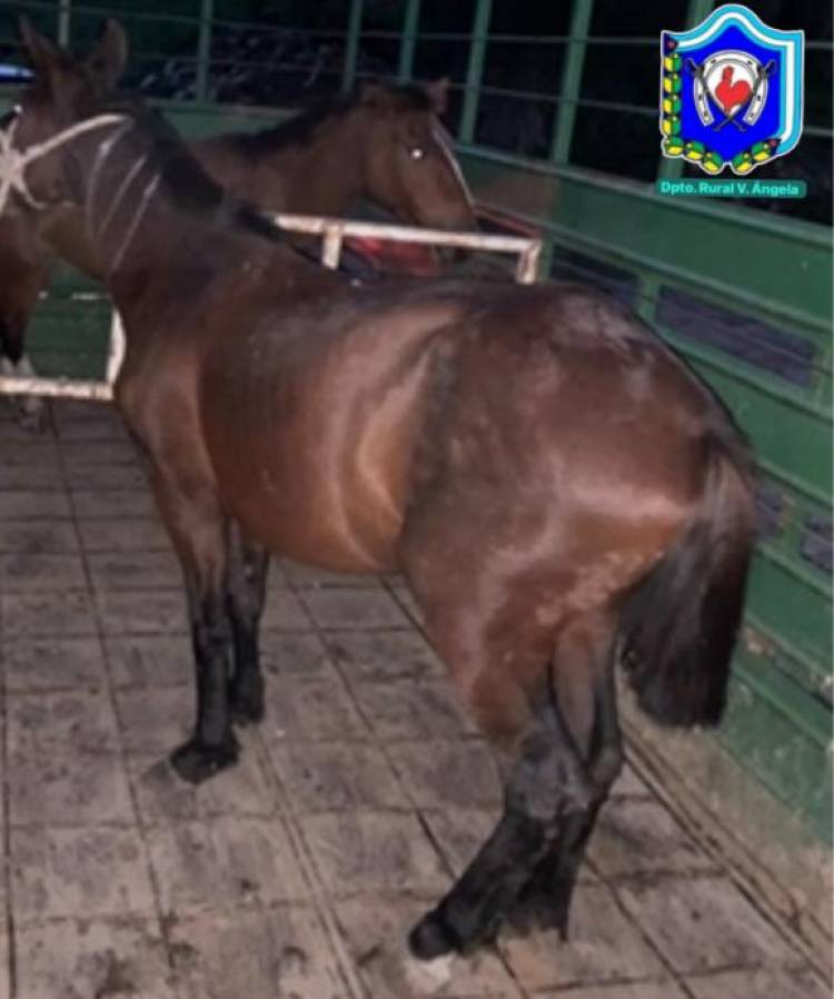 VILLA ÁNGELA: OPERATIVOS RURALES: SECUESTRAN ARMAS, EQUIPOS DE CAZA Y ANIMALES SUELTOS