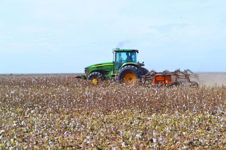 CHACO: PRODUCTORES ALGODONEROS DEBEN INSCRIBIRSE EN EL SIPACH, ANTES DEL 10 DE SEPTIEMBRE