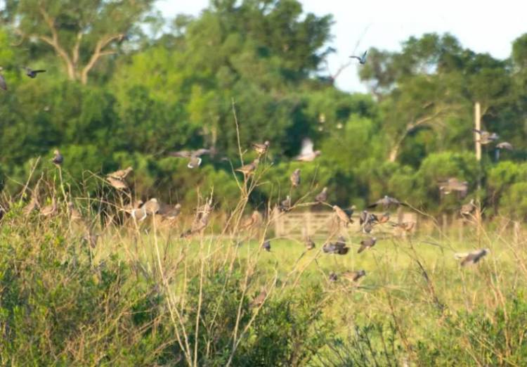 PALOMAS Y COTORRAS, UNA SERIA AMENAZA PARA LOS LOTES DE SOJA PRIMAVERA