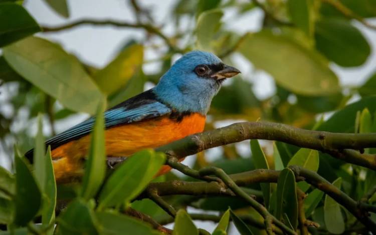 EL IMPENETRABLE EXPONE AL MUNDO SU GRAN DIVERSIDAD DE AVES