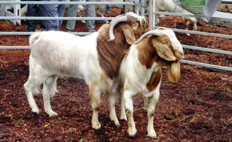 LA FIESTA PROVINCIAL DEL CHIVO NO SE HARÁ ESTE AÑO Y QUEDARÍA PARA MARZO DE 2026