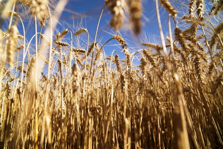SALE EL PRIMER EMBARQUE DE TRIGO ARGENTINO A CHINA Y SE INAUGURA UN NUEVO FLUJO COMERCIAL