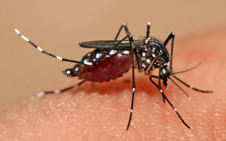 PIDEN EXTREMAR CUIDADOS Y REFORZAR ACCIONES CONTRA EL DENGUE
