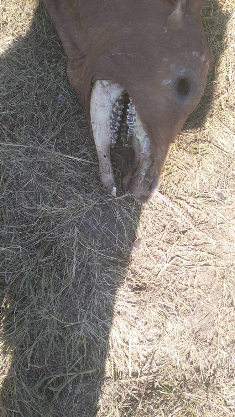 LA POLICÍA RURAL VERIFICA UN CASO DE PRESUNTAS MUTILACIONES DE ANIMALES VACUNOS
