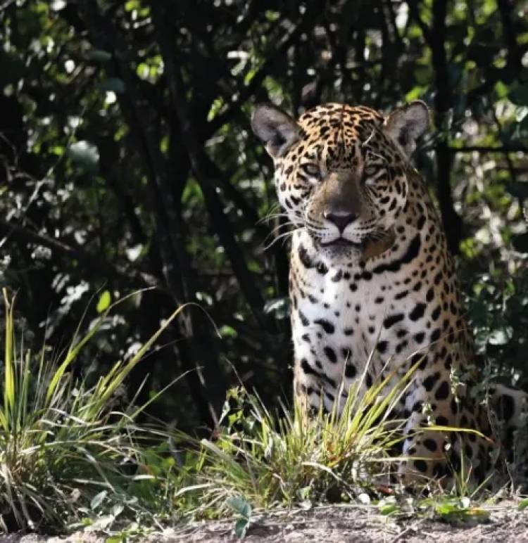 EL YAGUARETÉ VUELVE A LATIR EN EL IMPENETRABLE