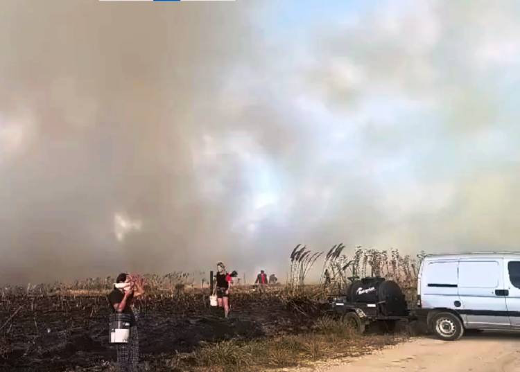 INCENDIOS FORESTALES EN MAR DEL PLATA: MÁS DE 200 HECTÁREAS ARRASADAS