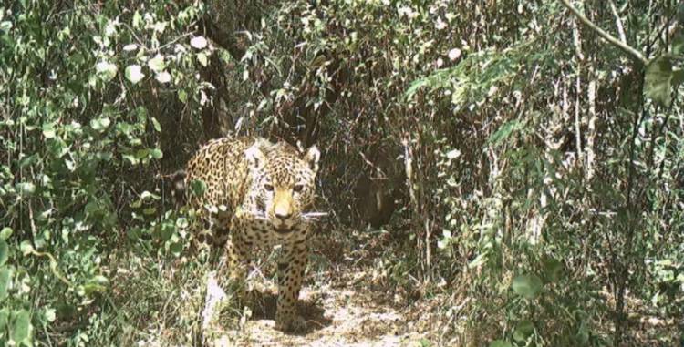 DESAPARICIÓN DE MINÍ: DESDE REWILDING TEMEN QUE LA HAYAN MATADO AL IGUAL QUE ACAÍ