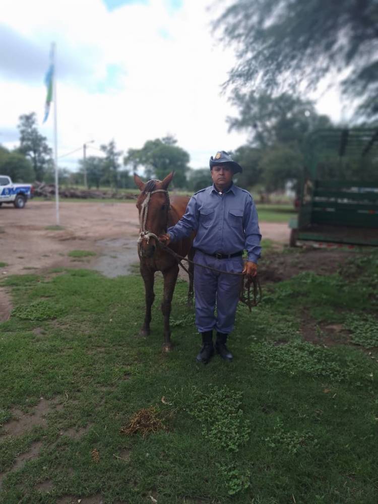 RECUPERAN EQUINOS ROBADOS EN GENERAL PINEDO Y RESCATAN A UNA YEGUA POR MALTRATO EN VILLA ÁNGELA