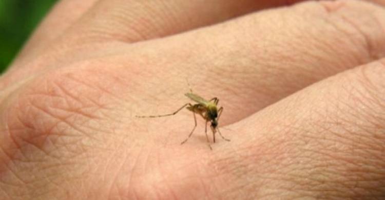 SIGUE LA ALERTA POR LA FIEBRE CHIKUNGUNYA: HUBO 268 CASOS NUEVOS
