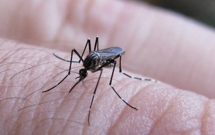 CHIKUNGUNYA: SE REGISTRARON 272 NUEVOS CASOS