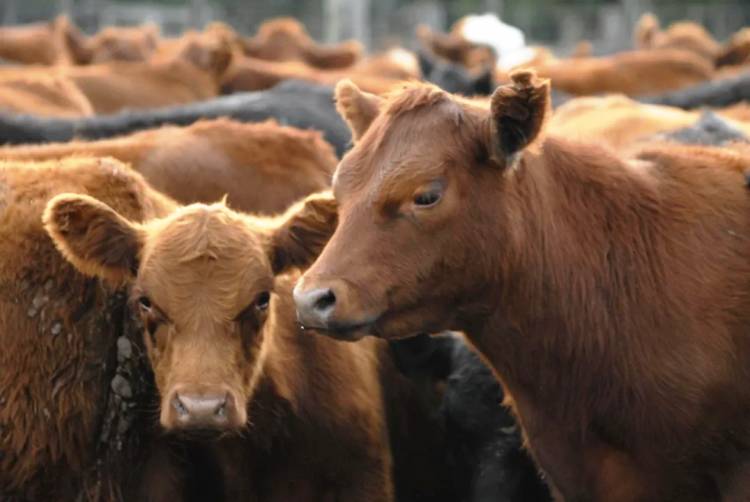 LA FAENA VACUNA CAYÓ AL NIVEL MÁS BAJO EN DÉCADAS Y EL CONSUMO DE CARNE POR HABITANTE SIGUE EN DESCENSO