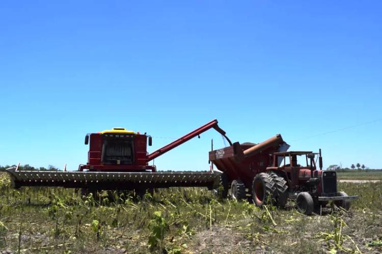 RÉCORD PARA EL GIRASOL EN EL CHACO: LA CAMPAÑA MÁS EXITOSA DE LA HISTORIA