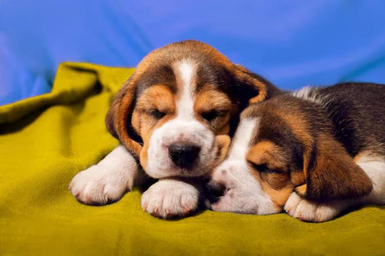 DÍA MUNDIAL DEL PERRO: CINCO ACTIVIDADES PARA FORTALECER EL VÍNCULO