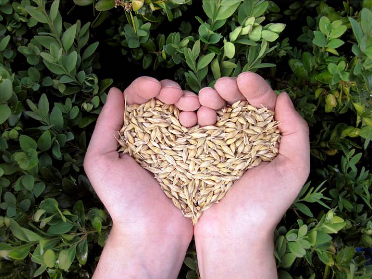 JAQUE MATE AL “FRAUDE VERDE”: POR QUÉ “COMER ECOLÓGICO” SE HA VUELTO EL ÚNICO CAMINO SUSTENTABLE