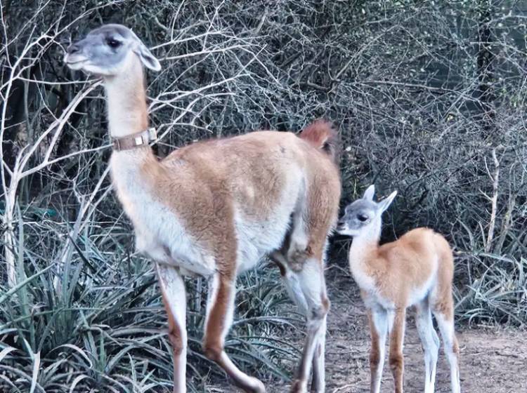NACIÓ TUSQUITA, PRIMERA GUANACA CONCEBIDA EN EL IMPENETRABLE EN MÁS DE UN SIGLO